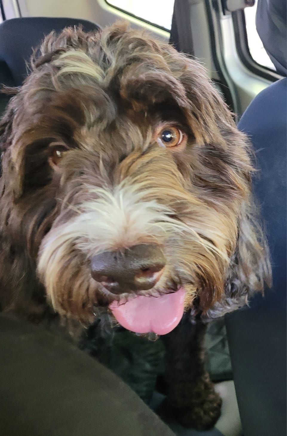 A brown Labradoodle with its tongue out, sitting in a car, looking forward.