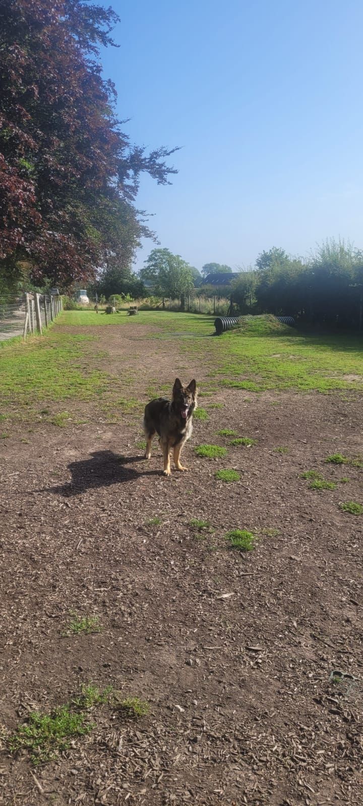 A big dog stands on a dirt path in a sunny yard. Purple-leafed trees and green grass frame the scene under a clear blue sky.