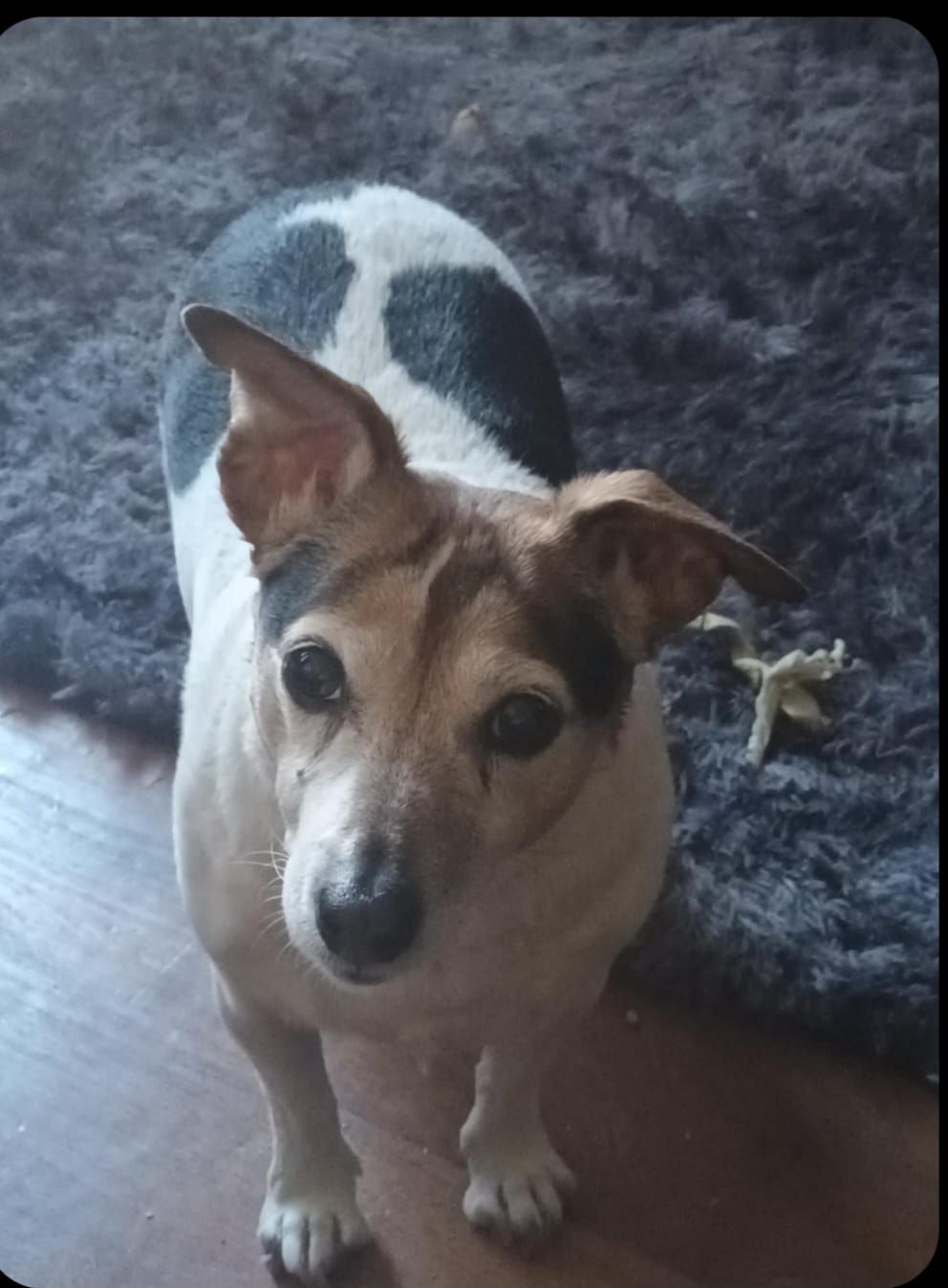 Golden-colored dog with floppy ears wearing a red leash and patterned collar, looking directly at the camera.