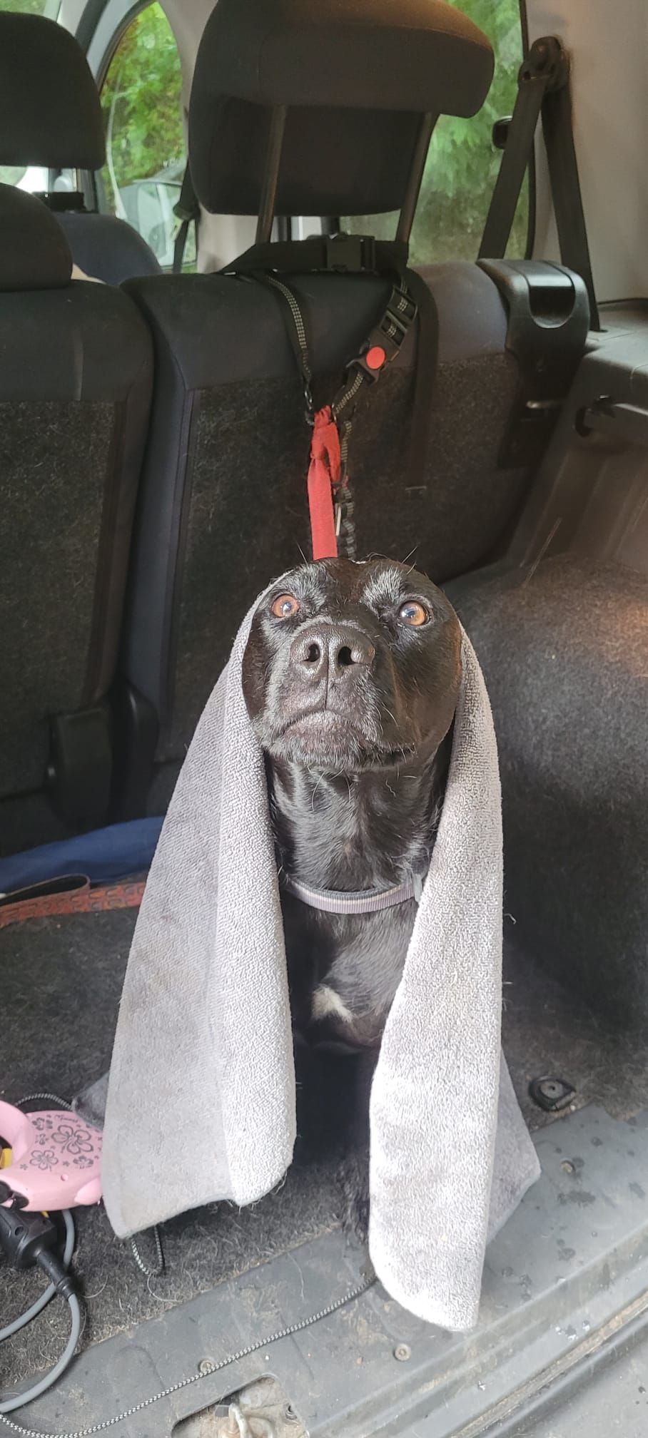 A wet black dog wrapped in a gray towel hanging inside a car.