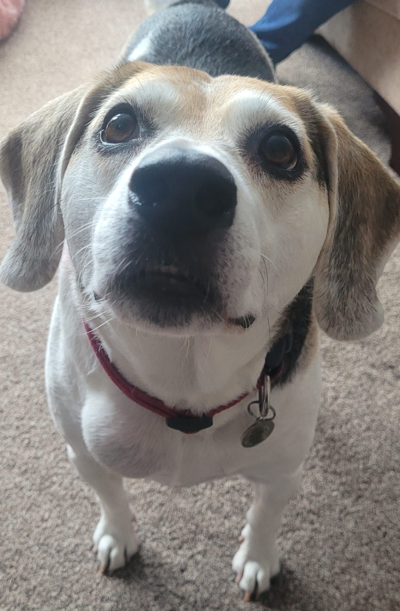 Beagle with floppy ears, brown and white fur, wearing a red collar, looking up with a friendly expression.