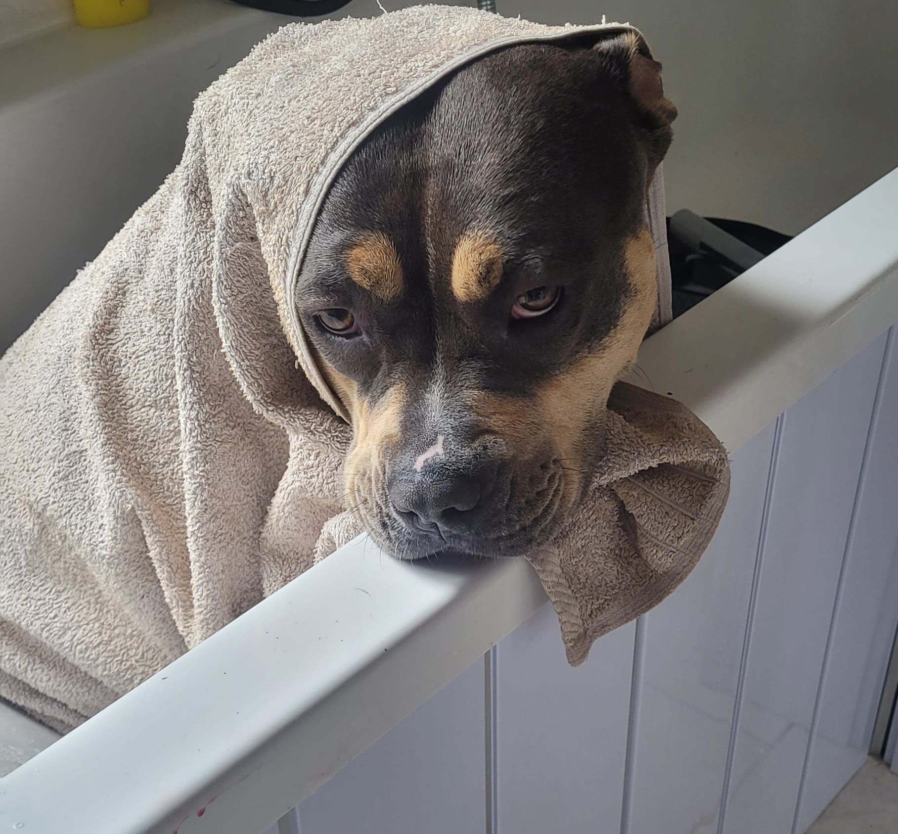 Dog in a tub wrapped in a tan towel, looking sad, with its head resting on the tub's edge.