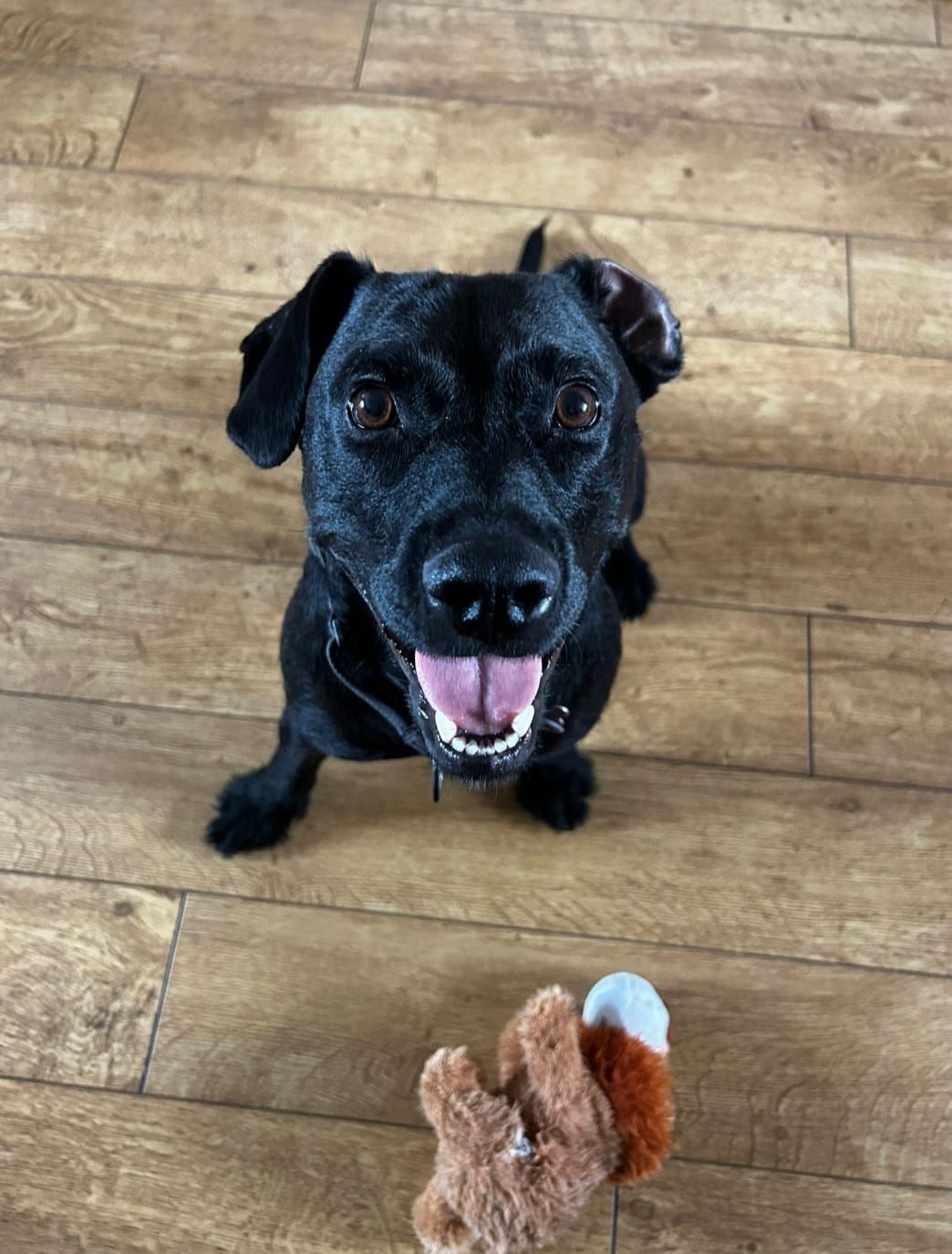 Black dog sitting with tongue out, looking up at a fox toy on a wooden floor.