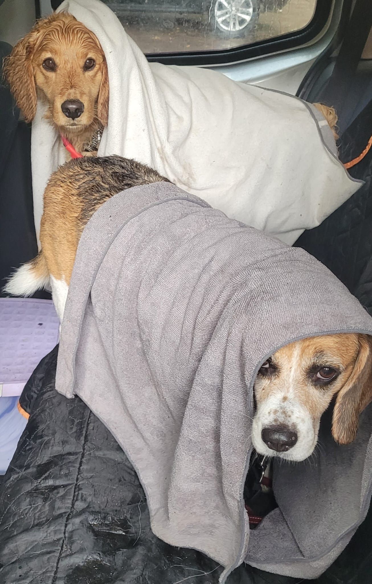 Two wet dogs, one golden, one beagle, wrapped in towels inside a vehicle, looking at the camera.