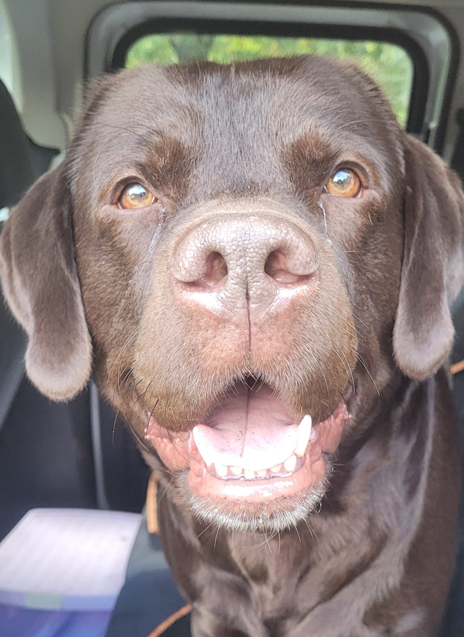 Brown Labrador with open mouth, smiling.