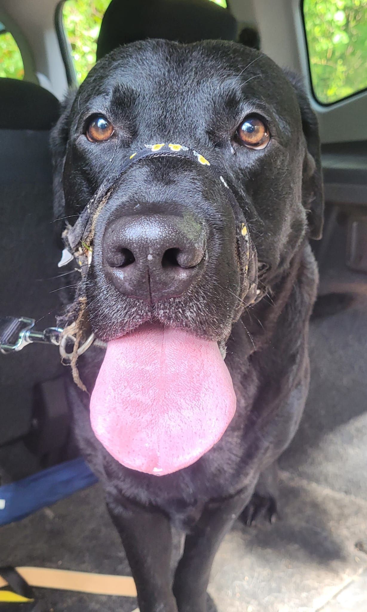 Black dog with tongue out, muzzle coated in debris, brown eyes, and yellow collar.