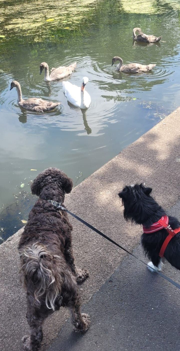 Two dogs on leashes watch swans and ducklings in a pond. The dogs are on a concrete surface near the water.