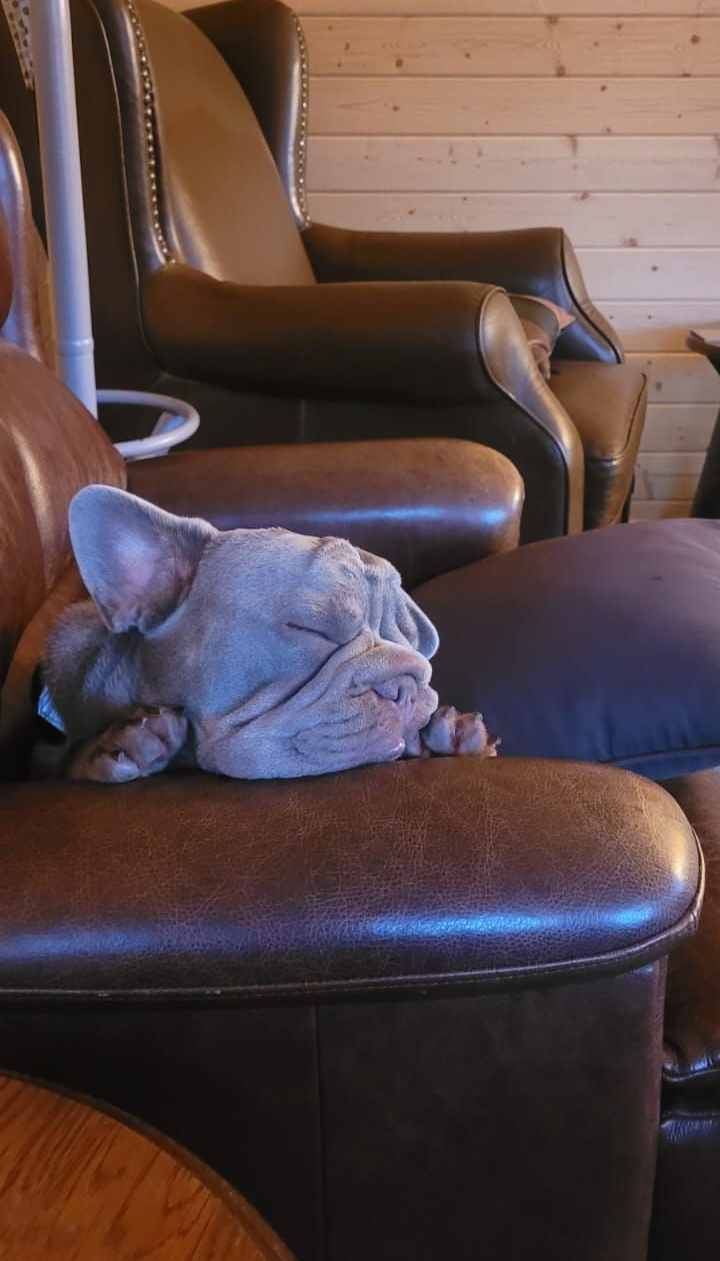 A sleeping French bulldog rests on a brown leather couch. Behind it is a matching recliner in a room with wood paneling.