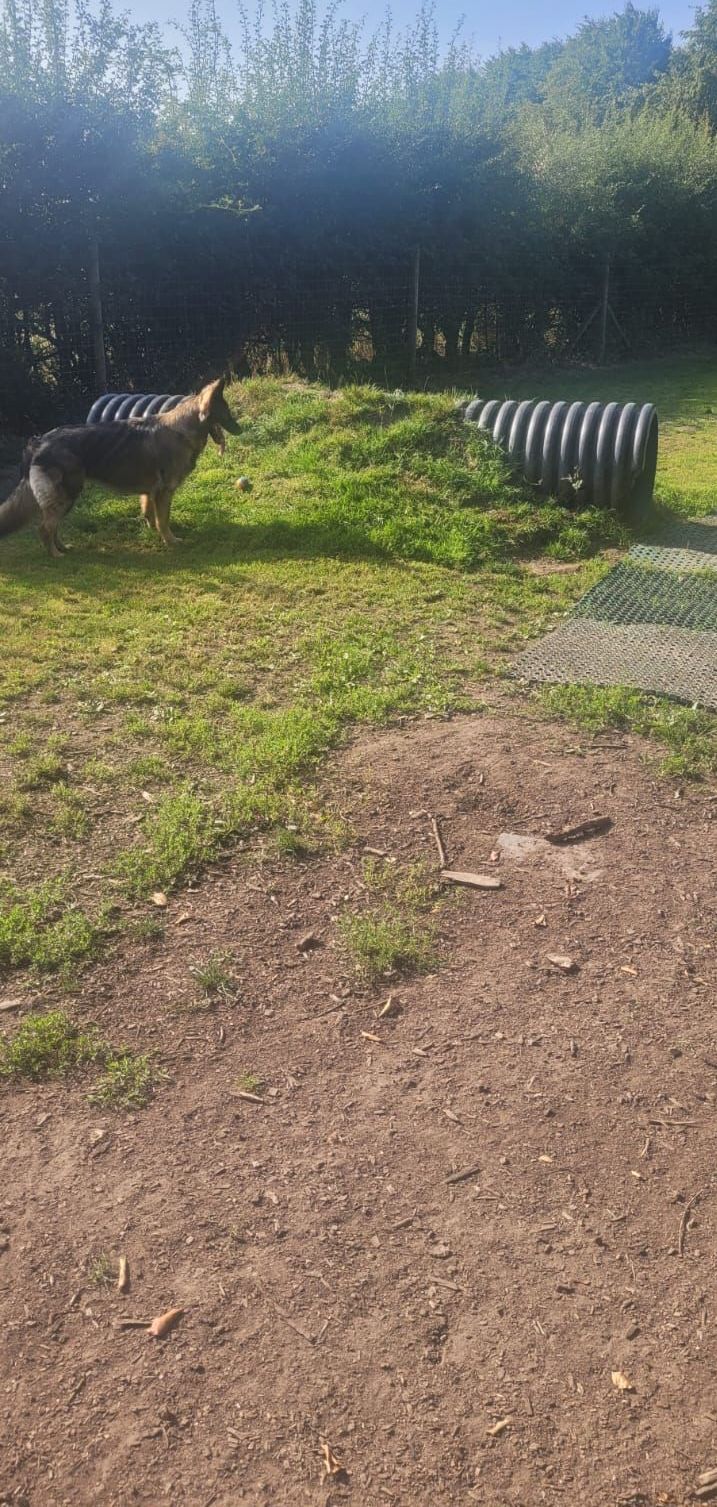 A German Shepherd dog stands on a grassy patch near a tunnel in a park.