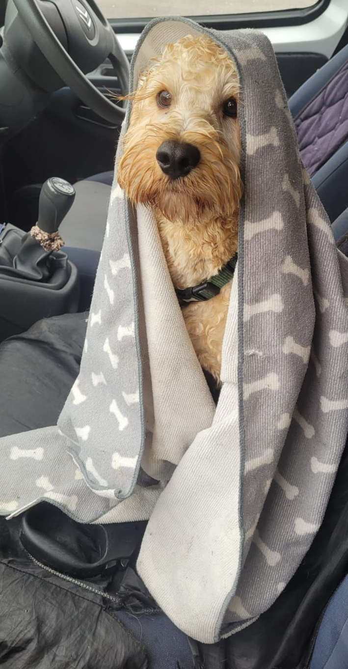 Dog wrapped in a bone-patterned towel, sitting in a car, looking at the camera.