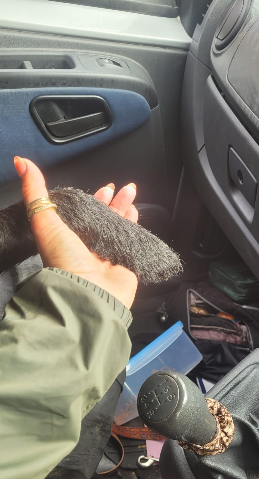 Person holding a dogs paw inside a vehicle. Hand has rings, wears a green jacket, a gear shift is visible.