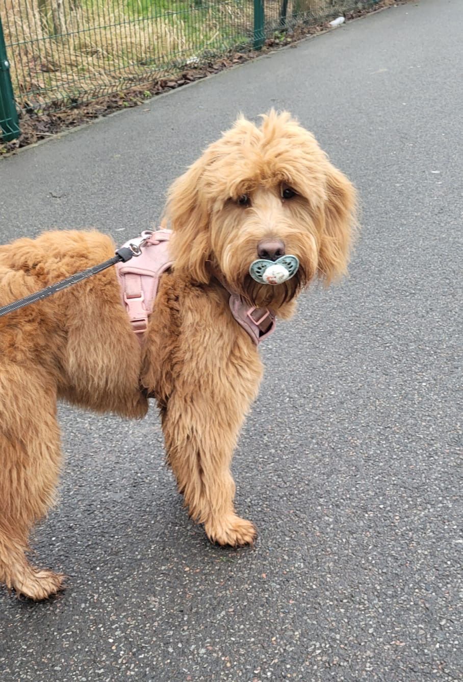 Goldendoodle dog with a pacifier in its mouth wearing a pink harness, standing on a paved path.