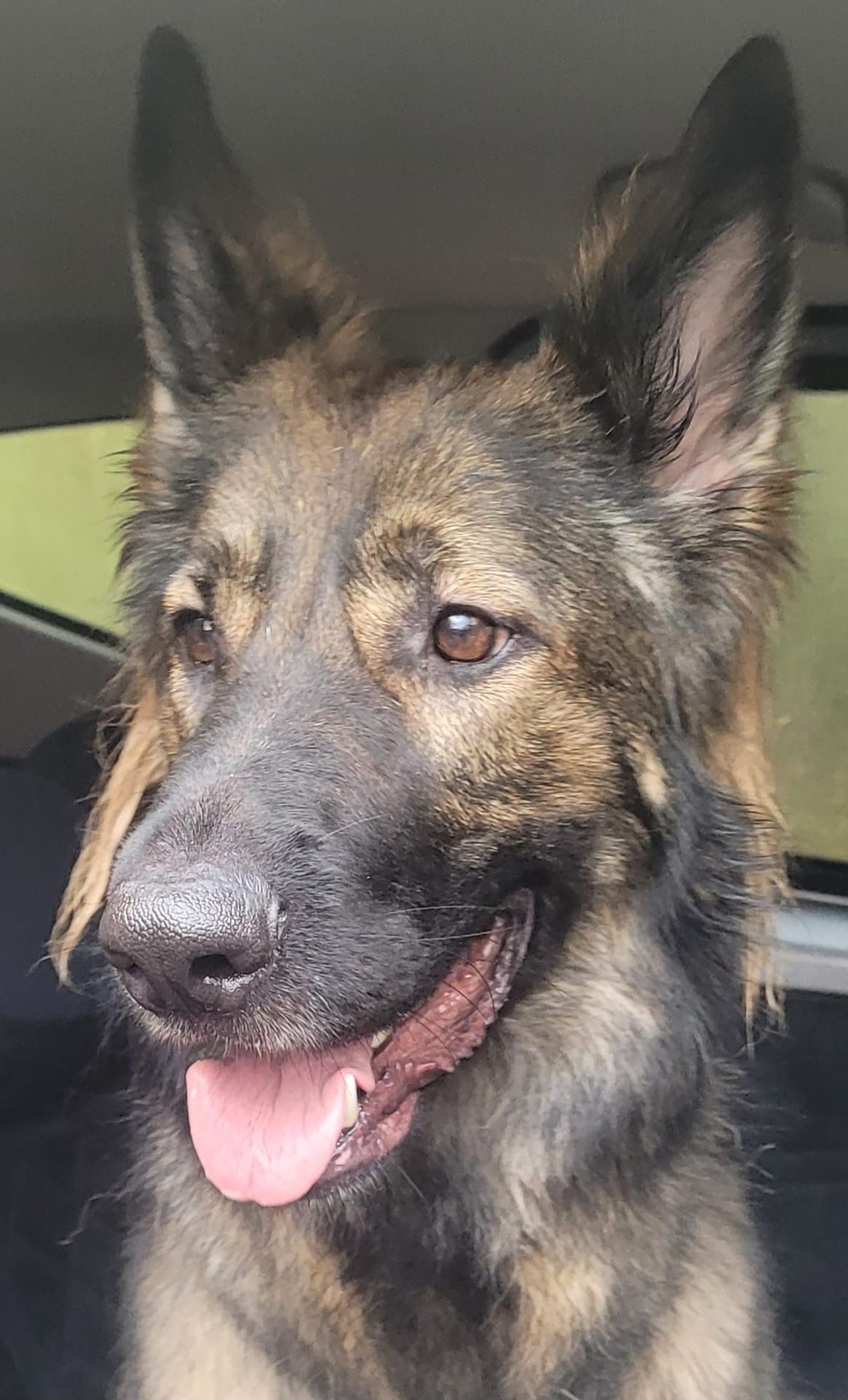 Brindle German Shepherd dog with tongue out, sitting in a car.