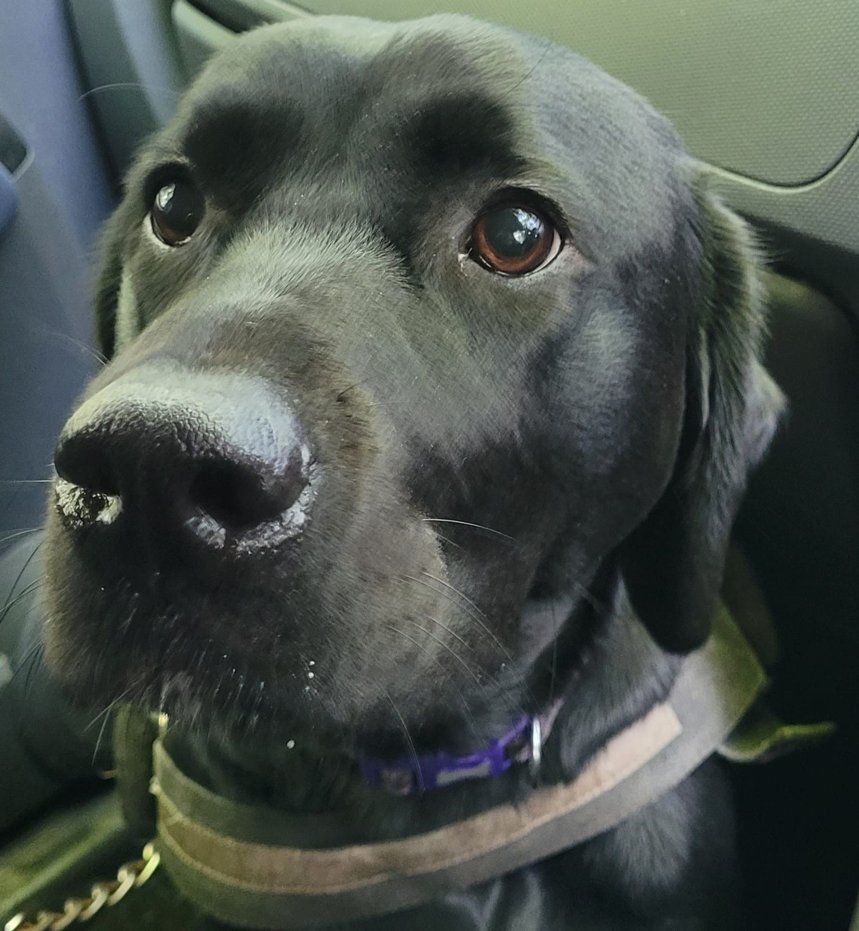 Black Labrador dog with brown eyes, wearing a collar, looking up with a hopeful expression. Inside a car.