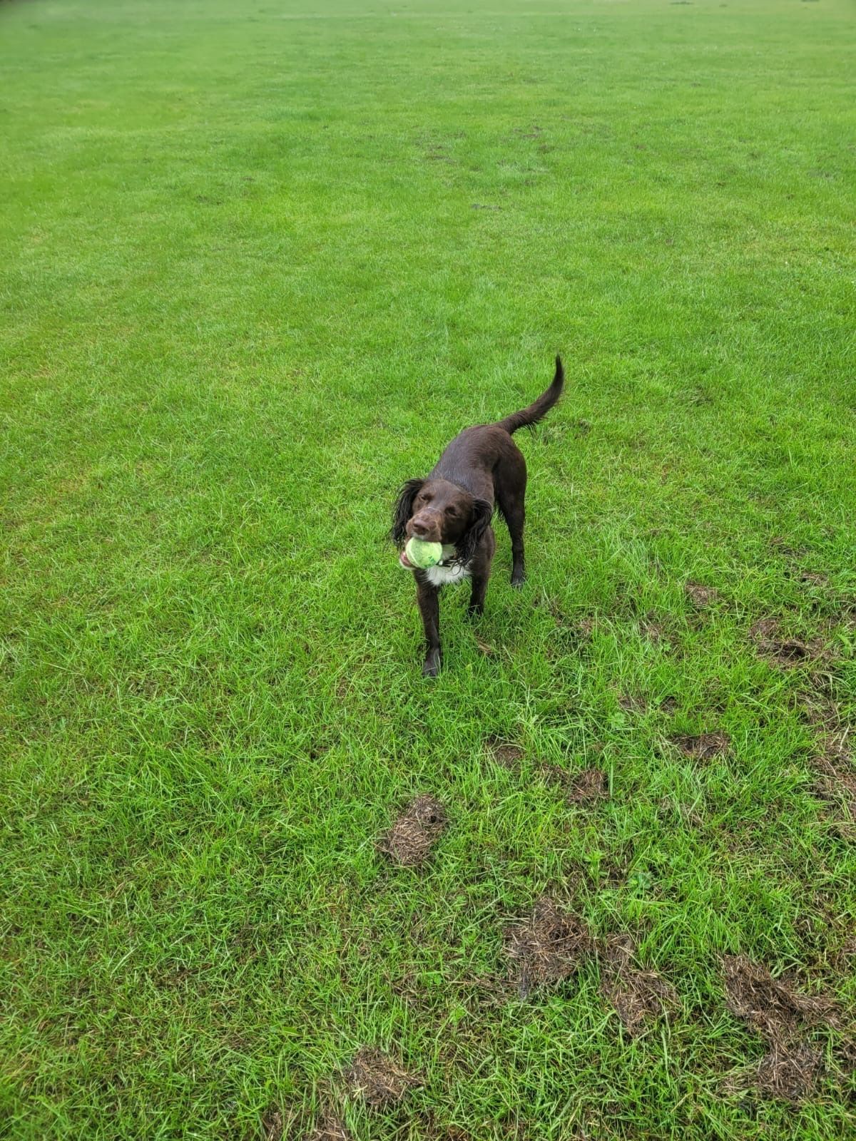 A brown dog standing on green grass, holding a white ball in its mouth.