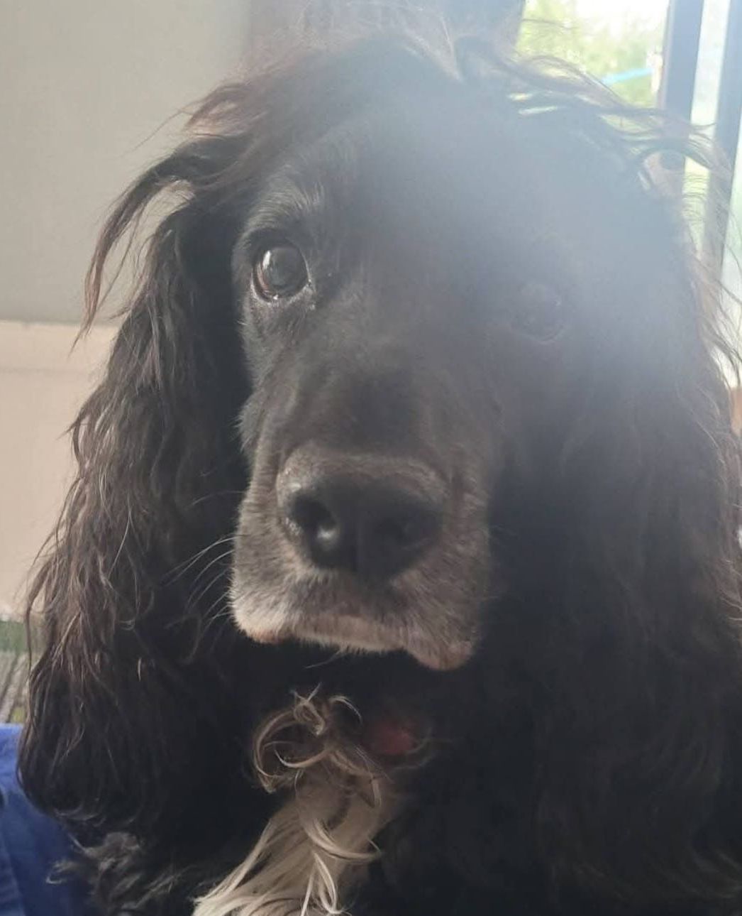 A black Cocker Spaniel with graying muzzle looks directly at the camera. Long, wavy fur frames its face.