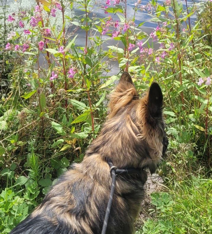German Shepherd dog looks at pink wildflowers near water.