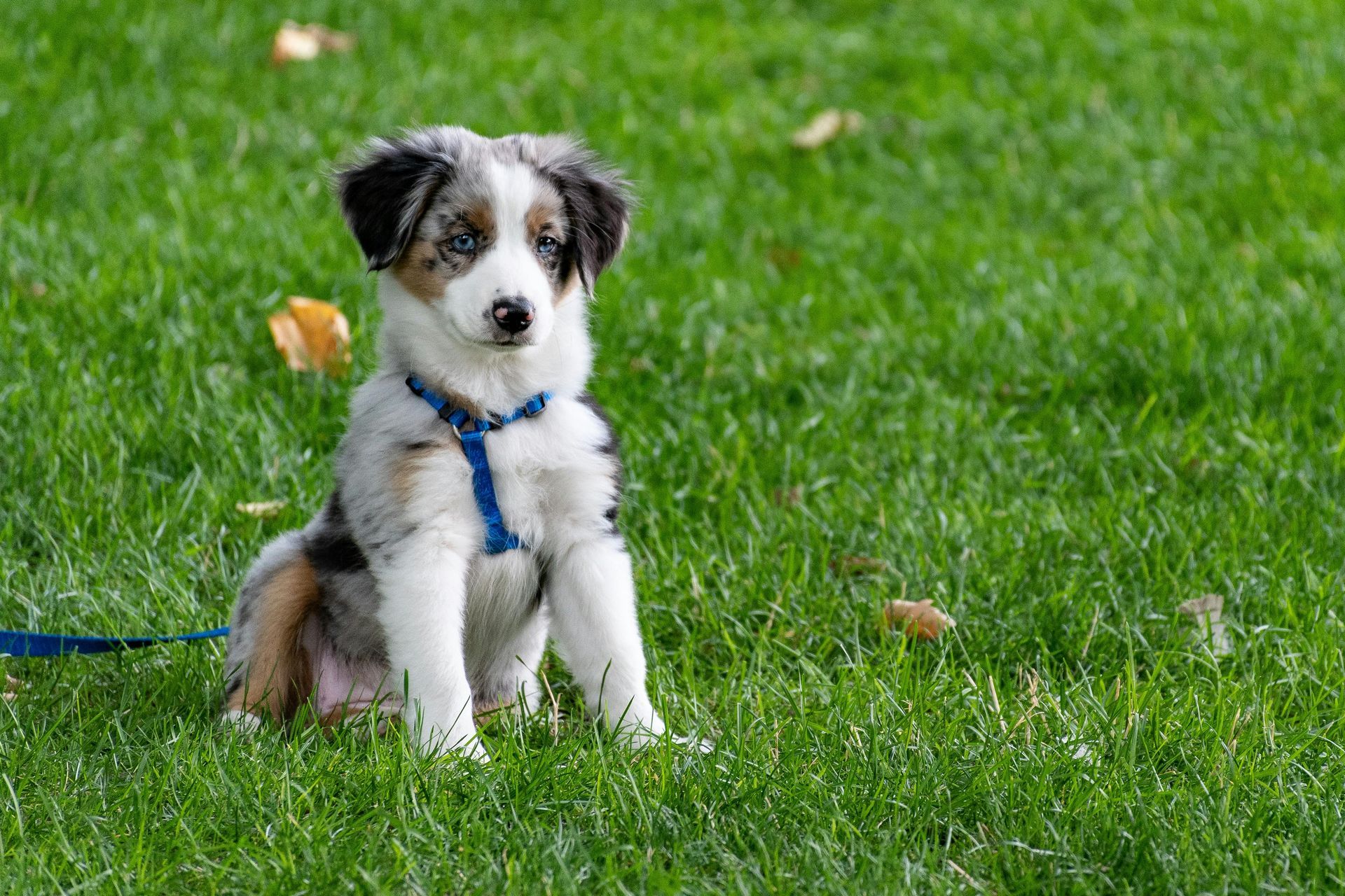 Australian Shepherd puppy sitting in green grass, wearing a blue harness and looking at the viewer.