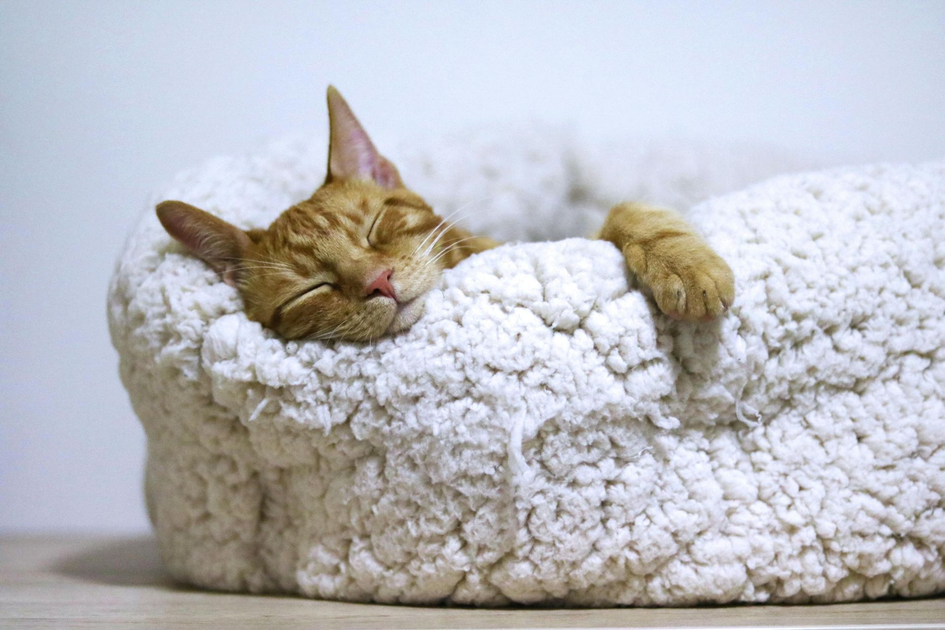 Orange cat sleeping soundly in a fluffy white bed, head and one paw visible, with closed eyes.