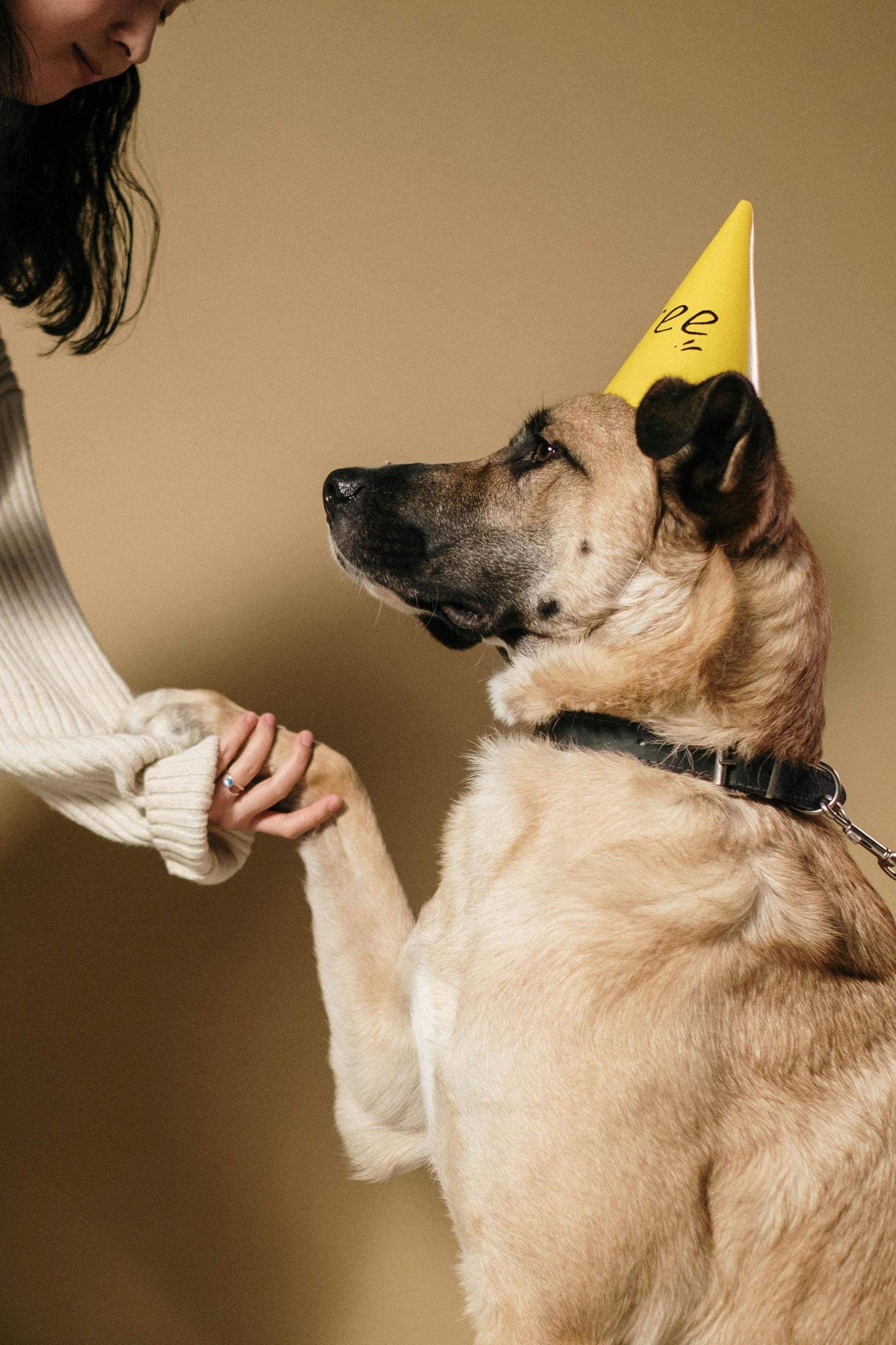 Woman and dog with a party hat shaking hands. The dog is tan with black ears and a black collar,