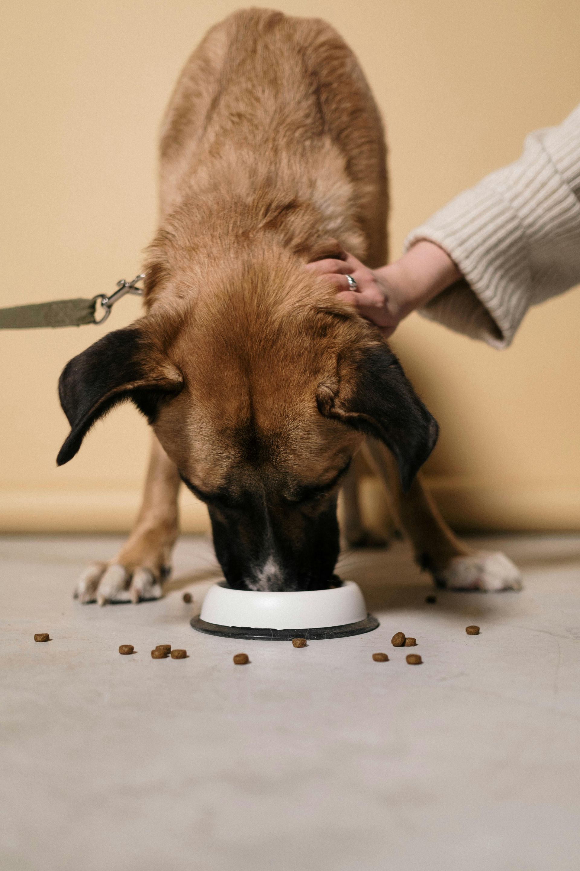Dog eating from a white bowl on the floor, being pet by a person. Brown dog with black ears, tan walls.