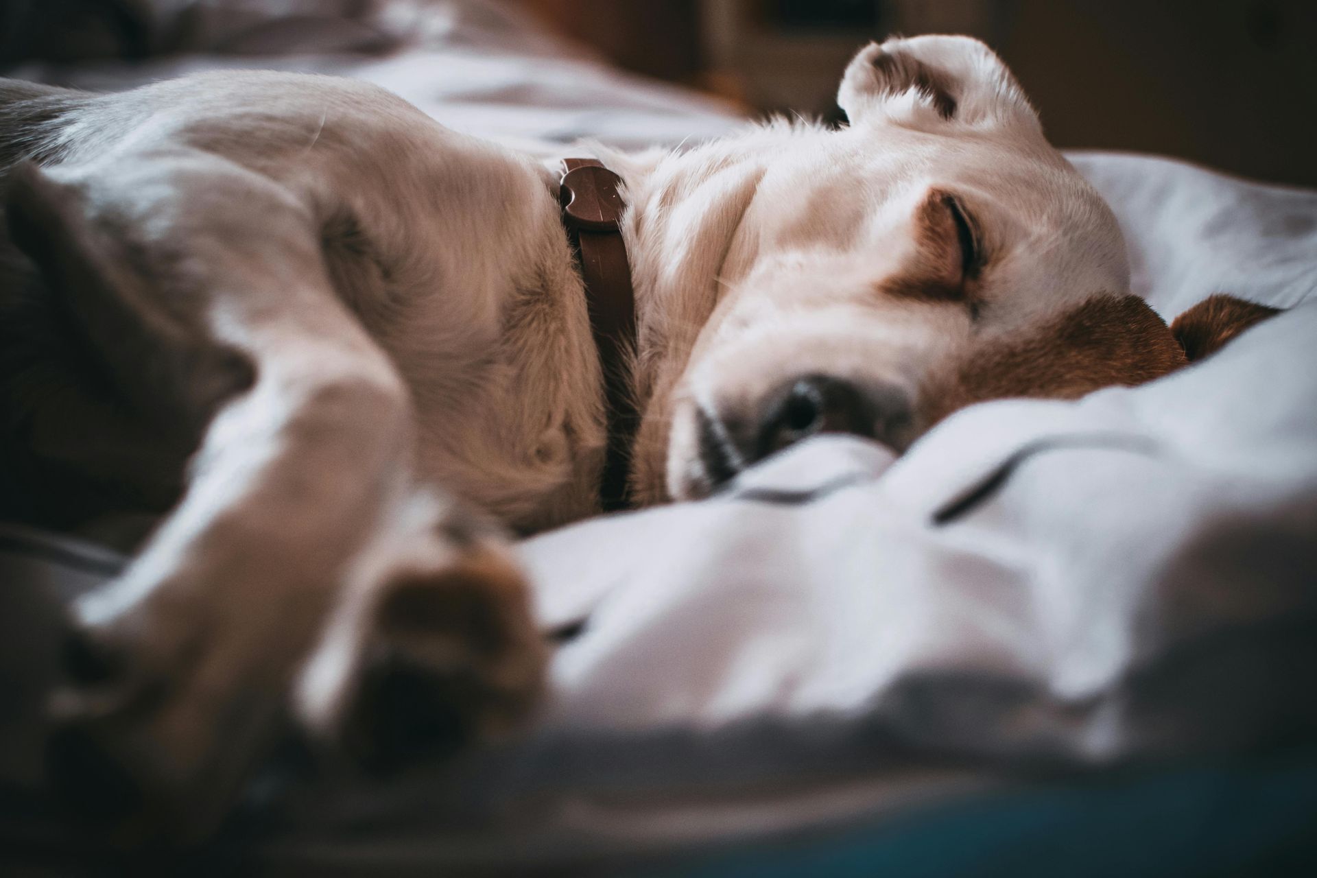 A sleeping white dog with a brown collar rests on a bed, curled up and bathed in soft light.