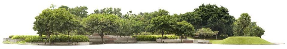 Une rangée d'arbres dans un parc sur fond blanc.