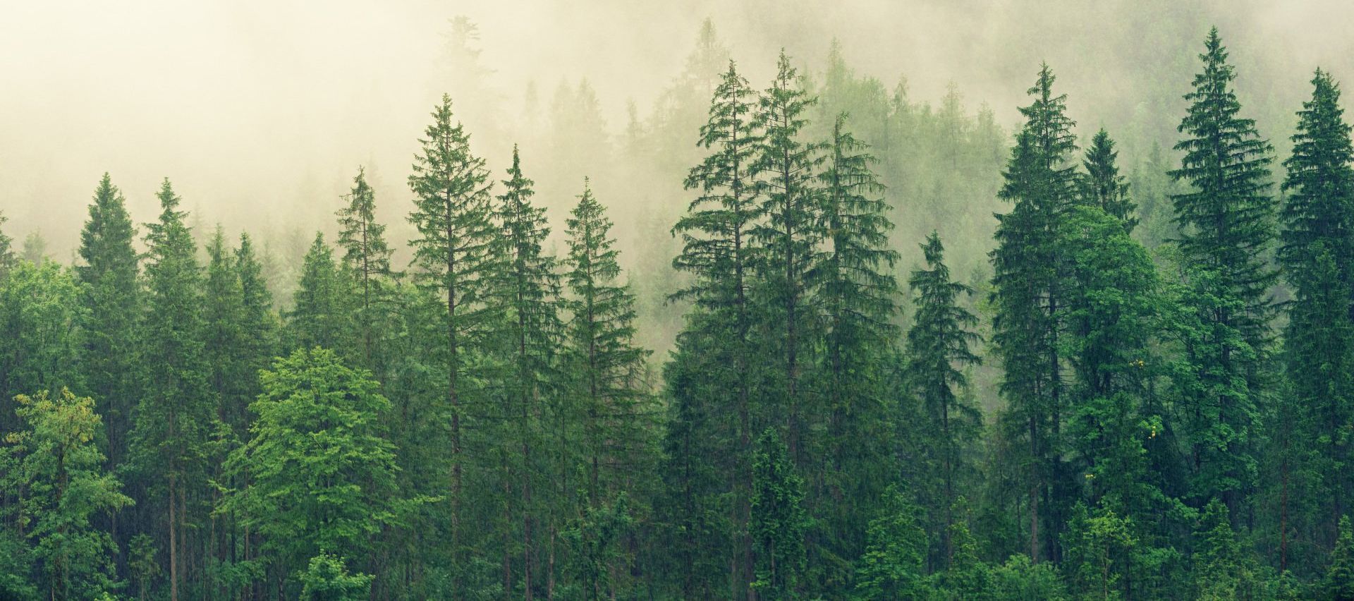 GoodLife ~ Tips on healthy eating just one tree