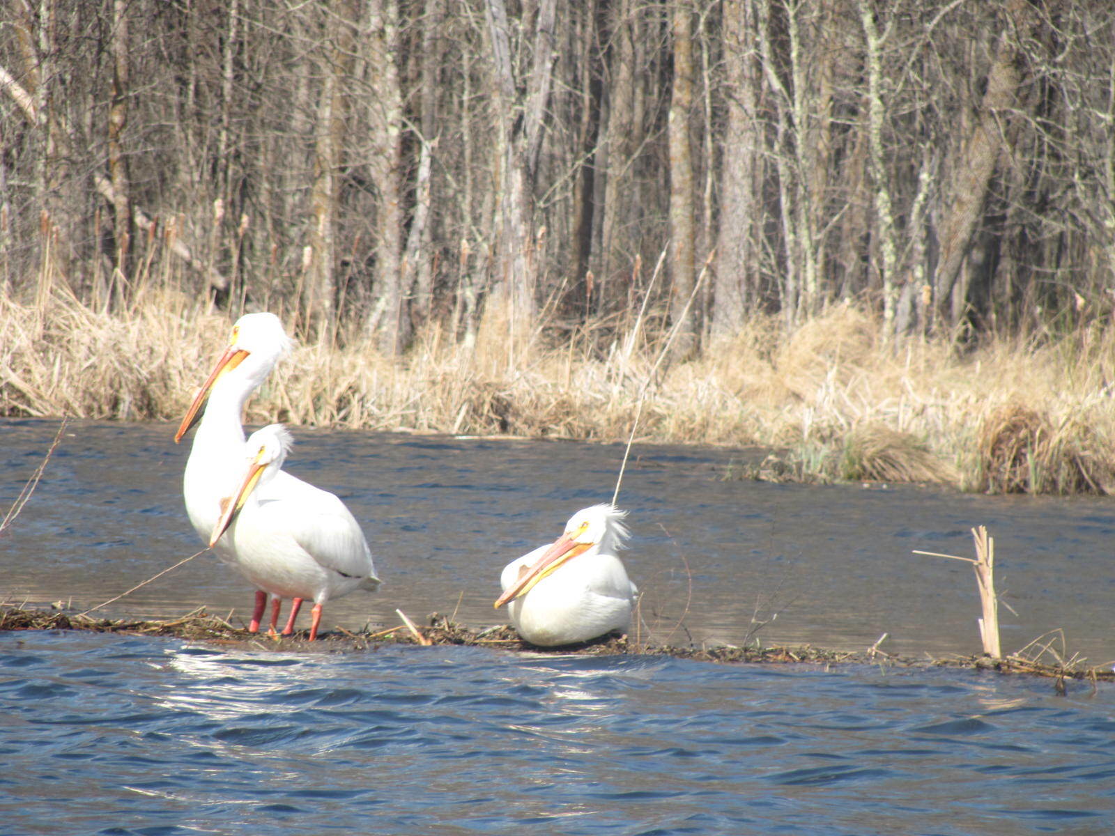 birds-on-lake