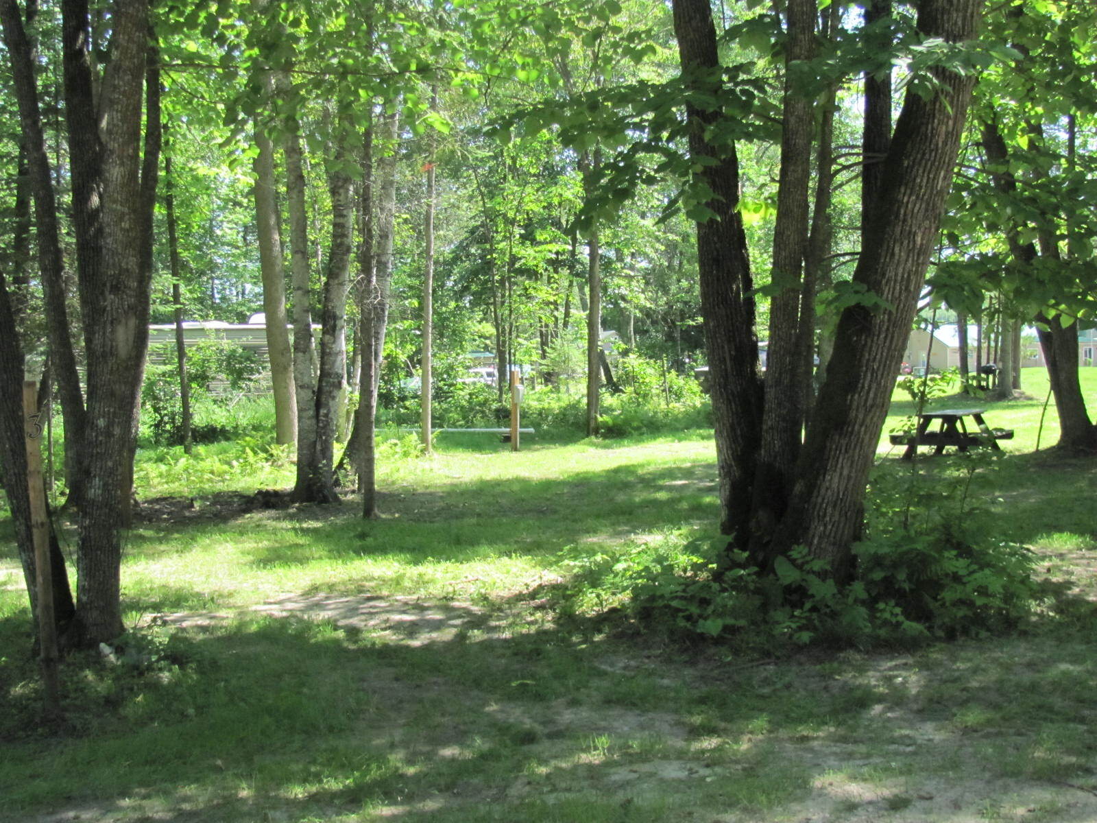 trees-near-camp-site