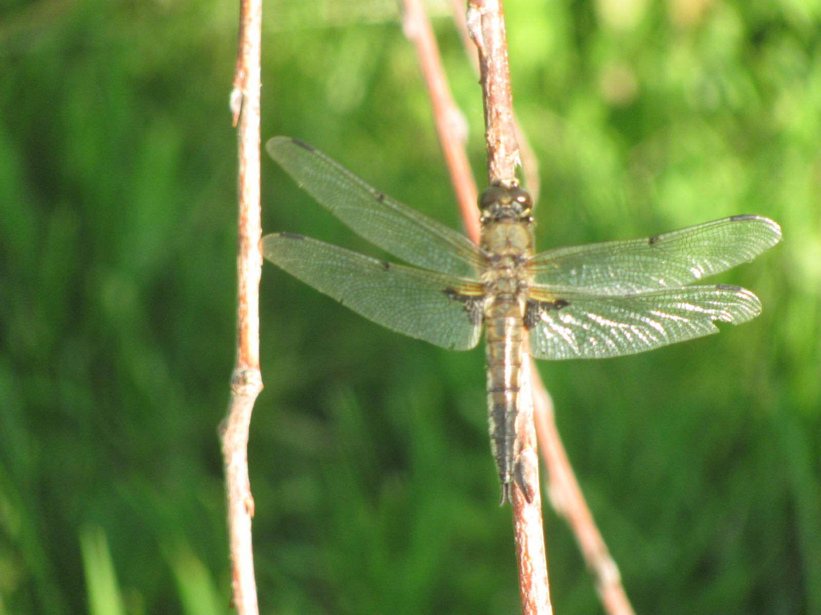 dragonfly