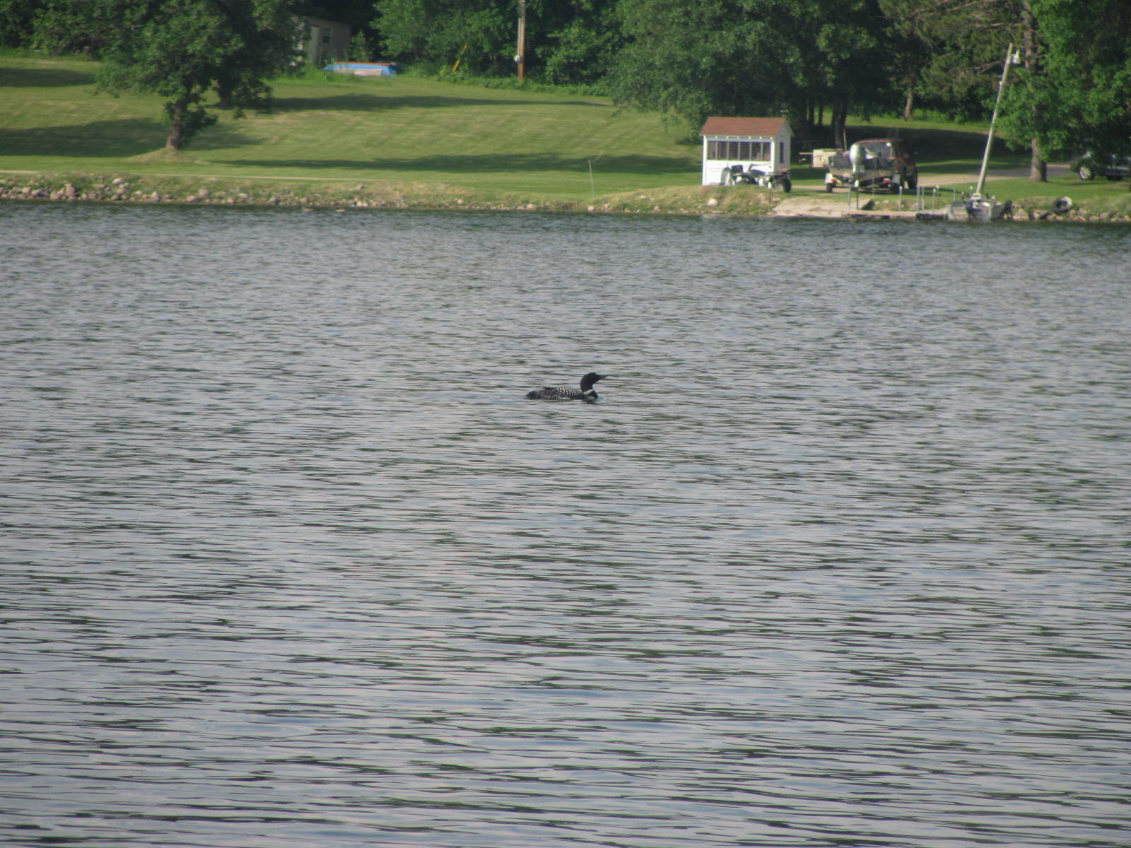 duck-in-lake