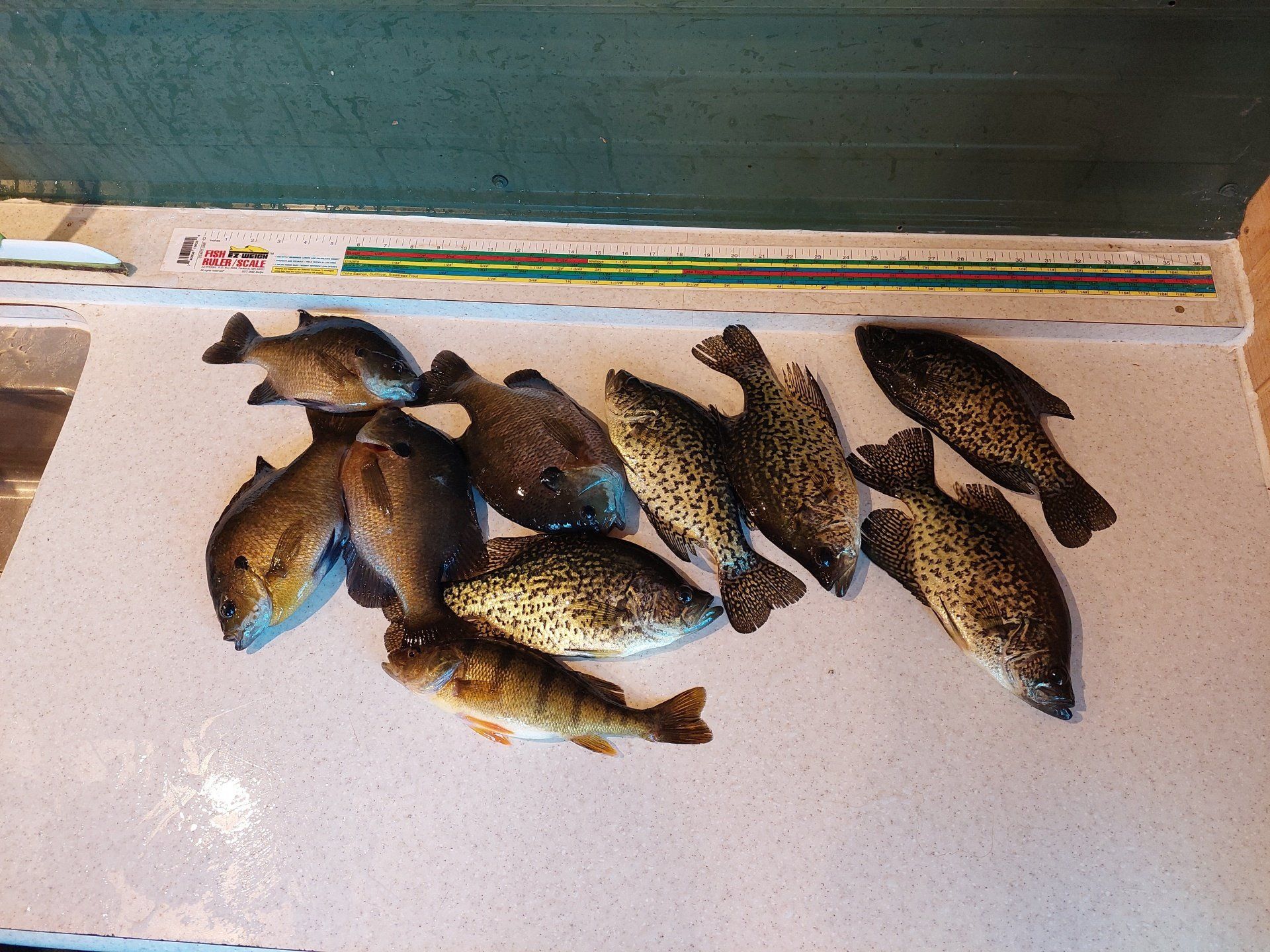 several-caught-fish