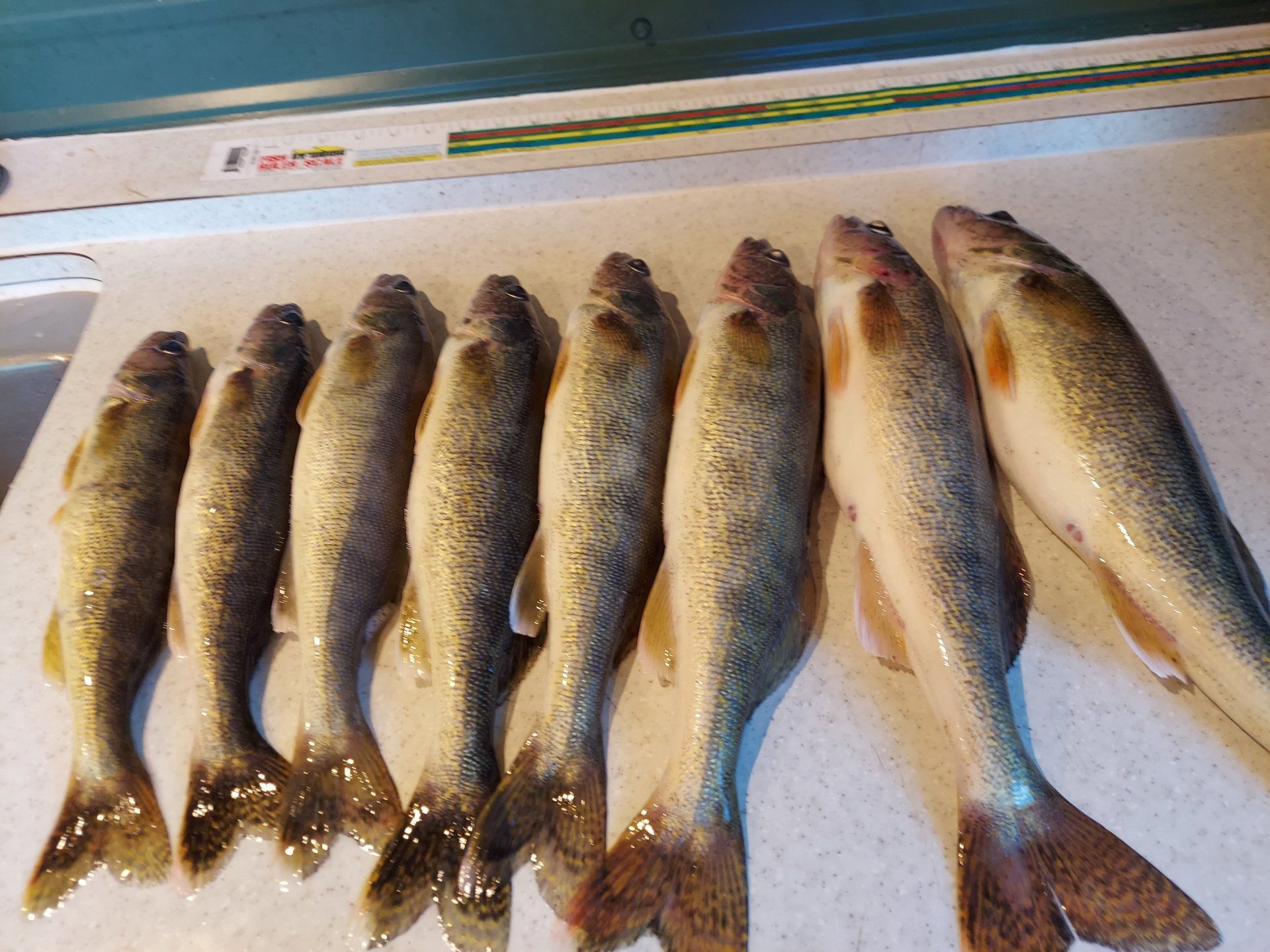 several-caught-fish