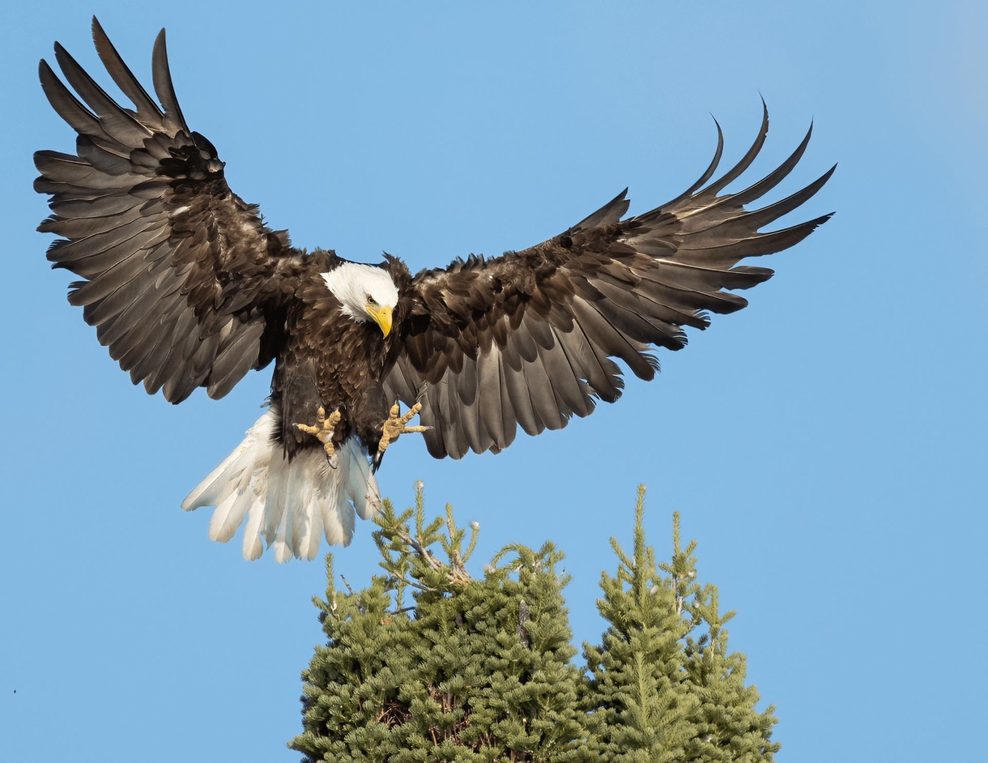 bald-eagle-soaring