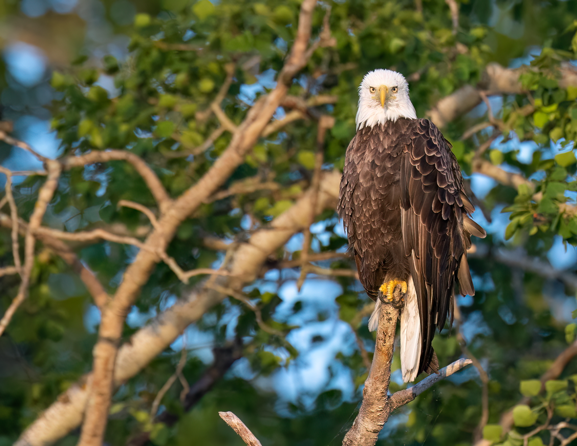 bald-eagle-in-tree
