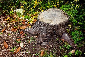 Tree Services Potter S Tree Service Llc New Berlin Wisconsin