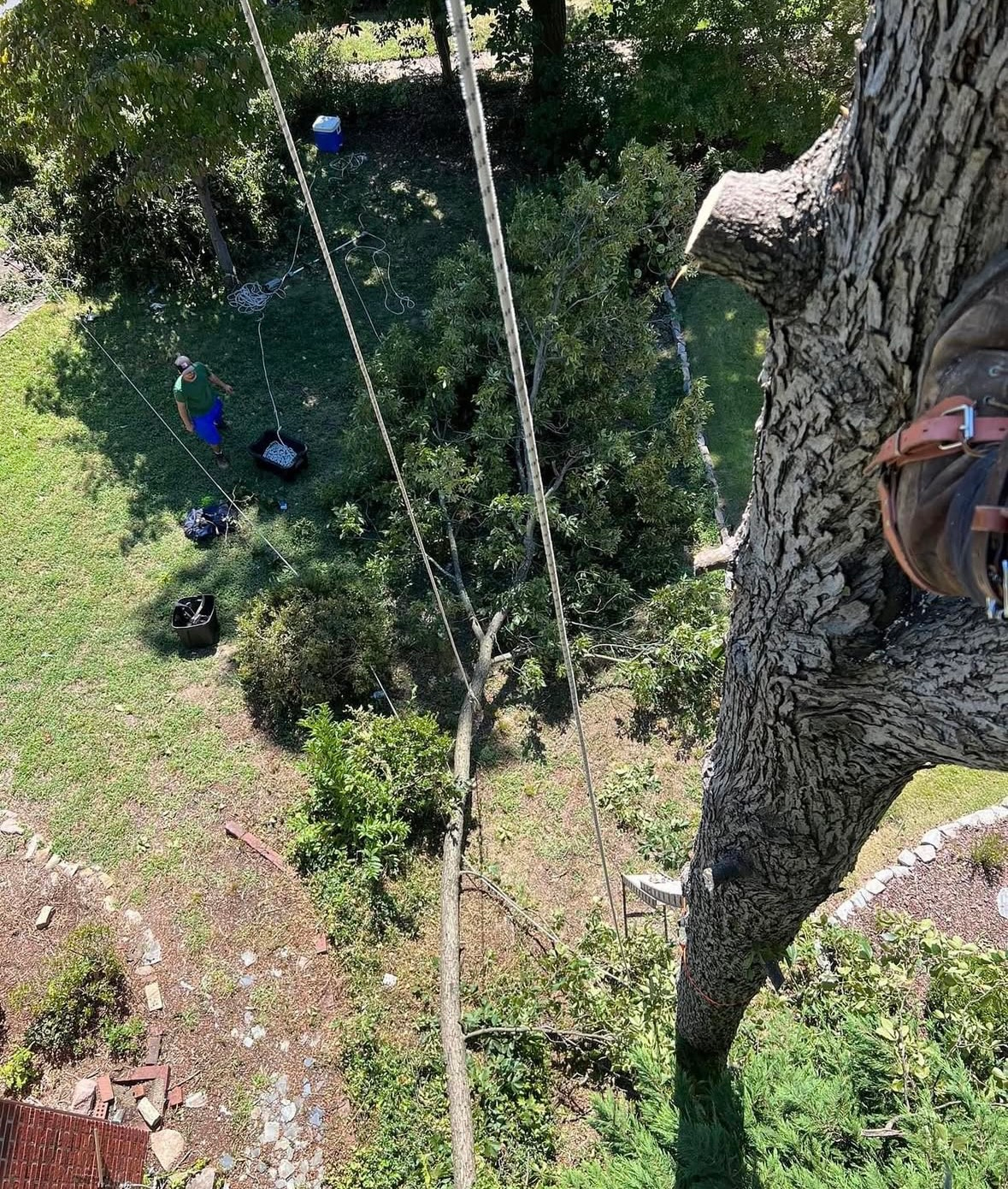 View from a tree: a climber in gear, ropes, and ground crew with supplies on a grassy lawn.