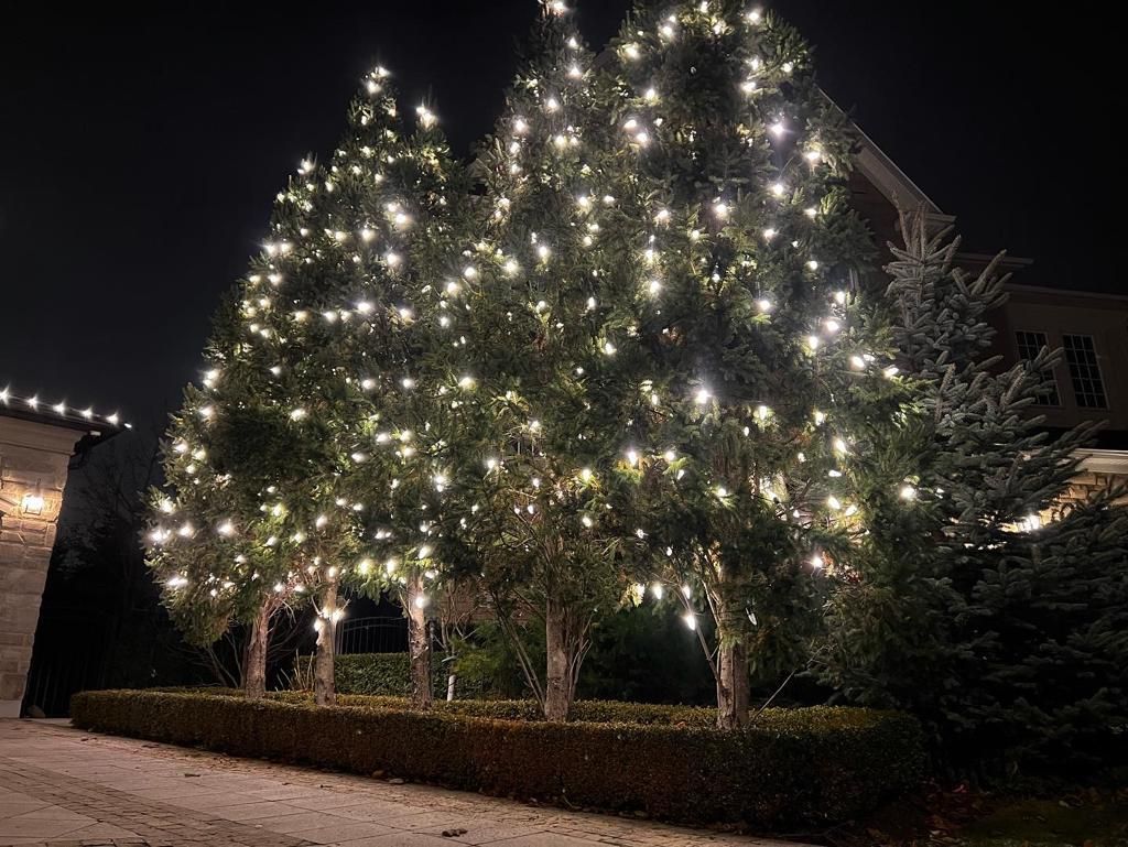 A row of trees decorated with christmas lights at night.