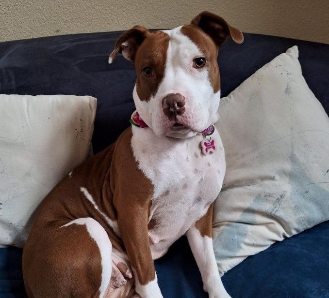 A brown and white dog is sitting on a blue couch