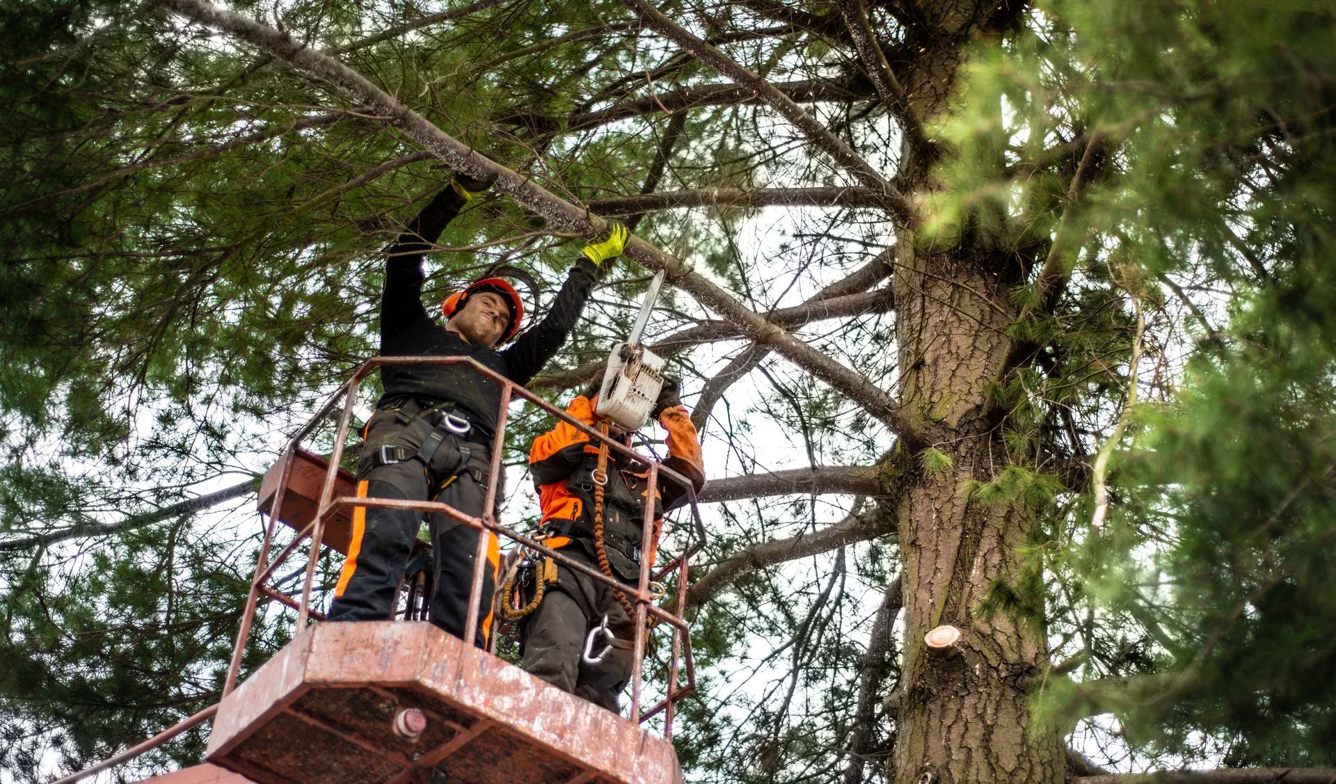 men-with-chainsaw-and-lifting-tree