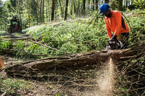 man clearing trees