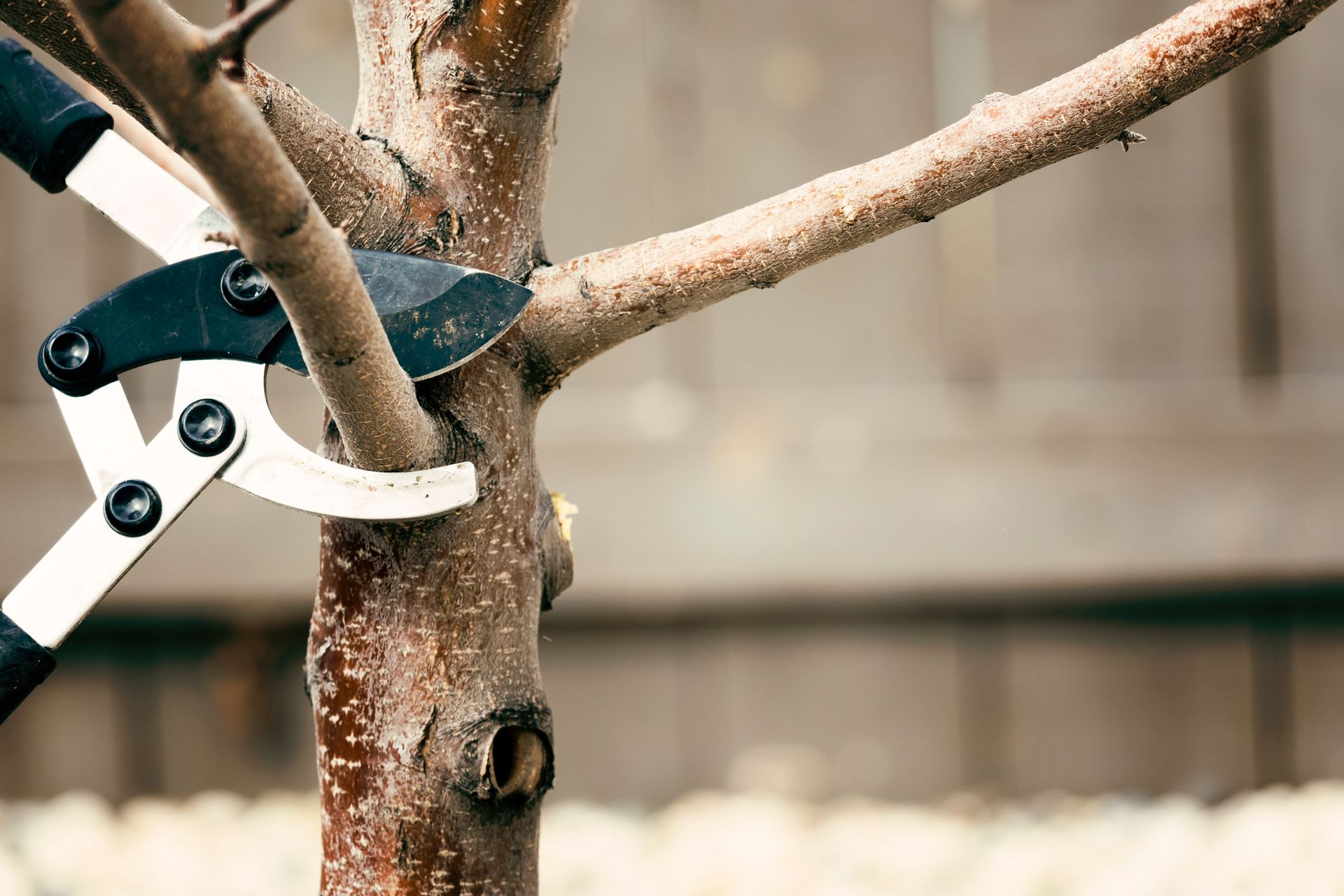 trimming and pruning a tree 
