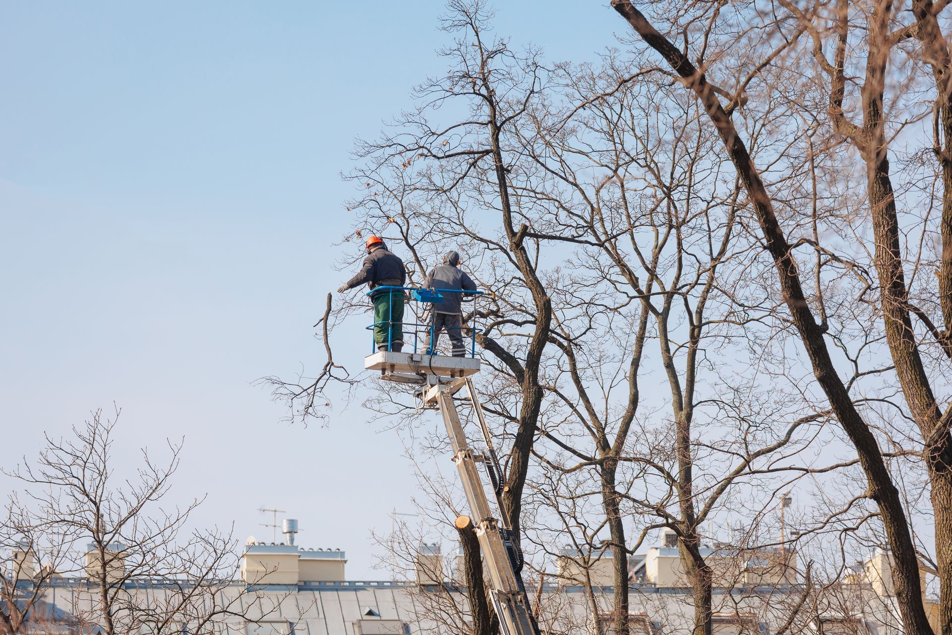 removing-trees-from-electrical-wires in garrison tx