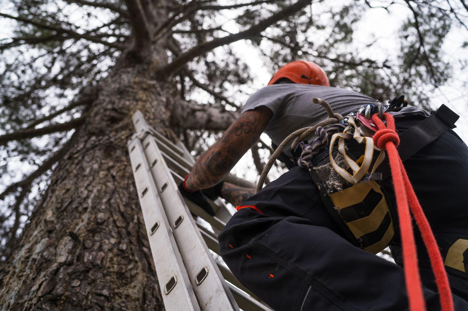 professional about to remove a tree