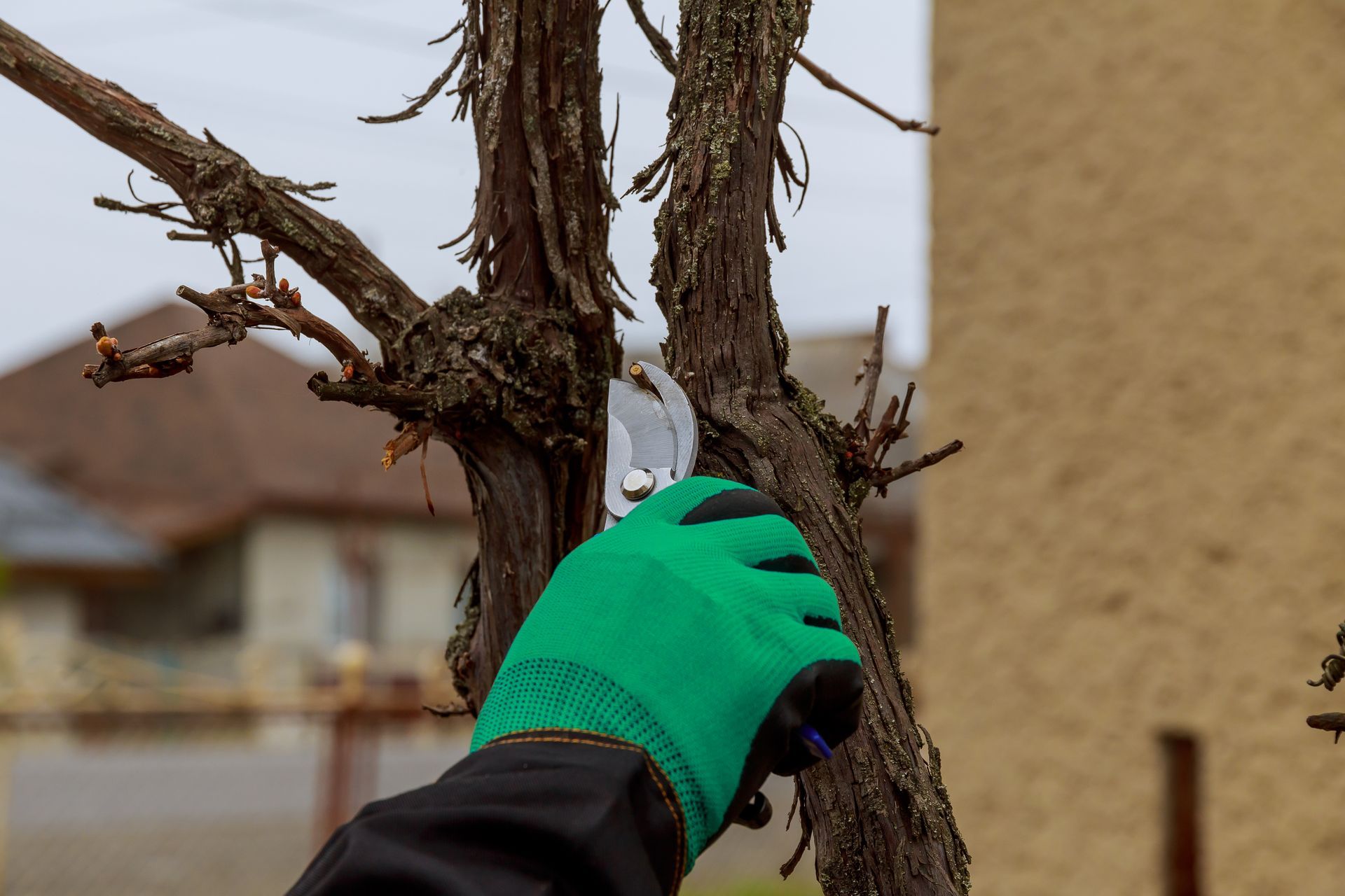 pruning tree branches 