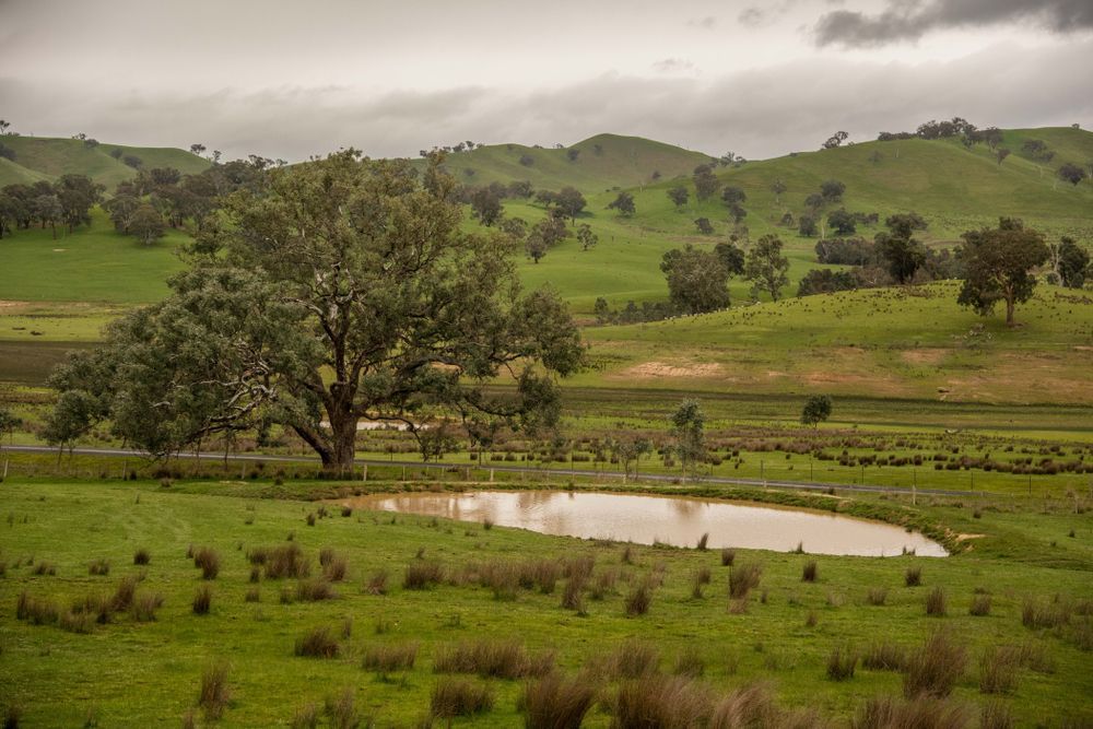 A Small Pond in the Middle of a Grassy Field — Jeff Thompson Excavator Hire Pty Ltd In Pink Lily, QLD