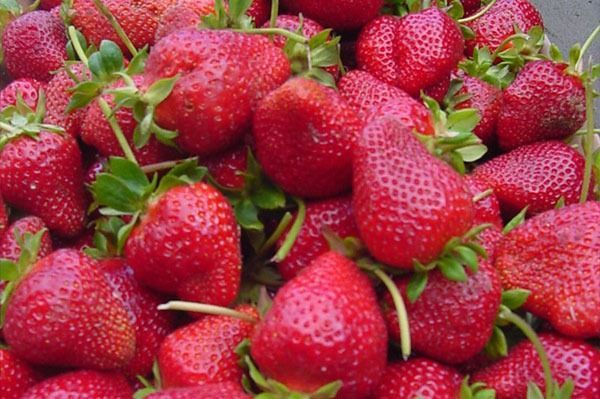 Close-up of ripe red strawberries with green stems, a natural fruit harvest.