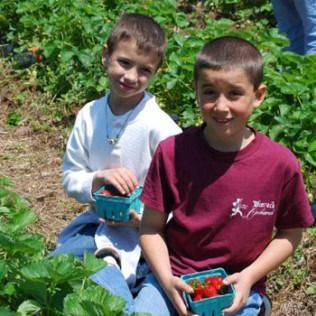 Two boys picking strawberries in a field; one smiles in a burgundy shirt, the other in a white sweater, both hold berry baskets.
