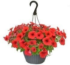Red petunias overflowing from a hanging gray pot.